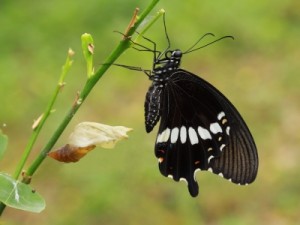 Butterfly emerging from coccoon